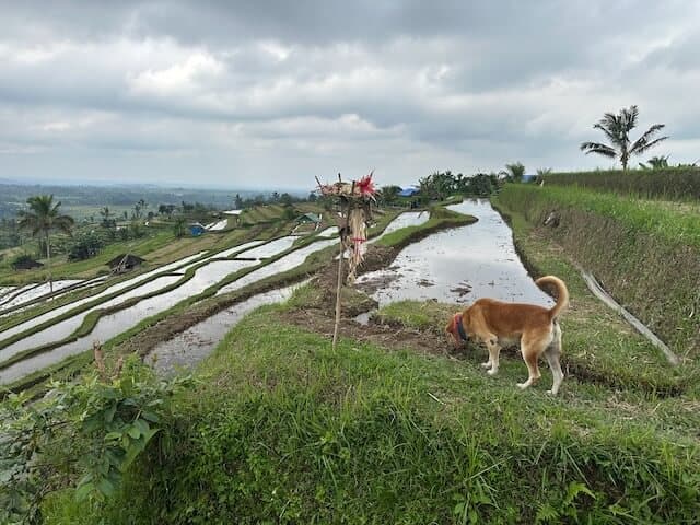 doggo in rice field